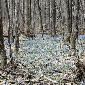 ����: �������� ���