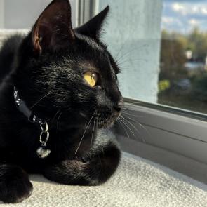 ����: ����������