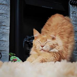 ����: ����� ���������