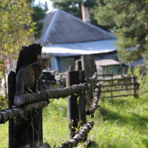 ����: ����������