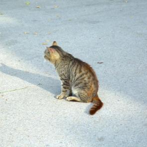 ����: ��� �������