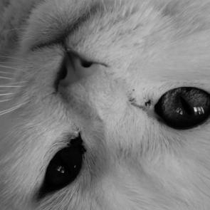 ����: �����