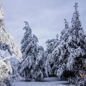 ���� ��������: ���������� �������