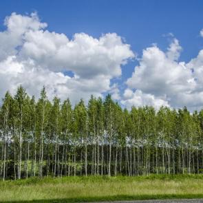 ���� ��������: ��� �� ���������� ��������