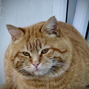 �� ����� �����