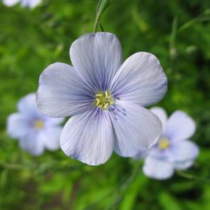 ����: ����� ��