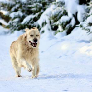 ����: ������� �������