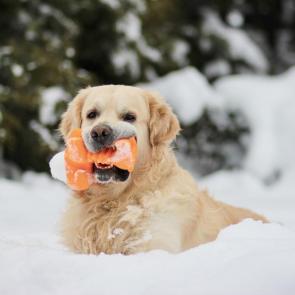 ����: � �������