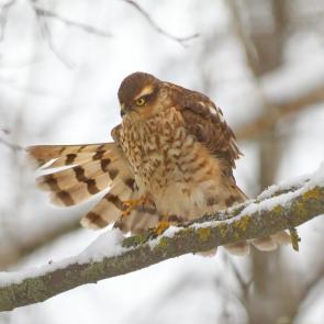 ����: ��������. 