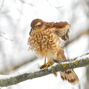 ����: ��������. 