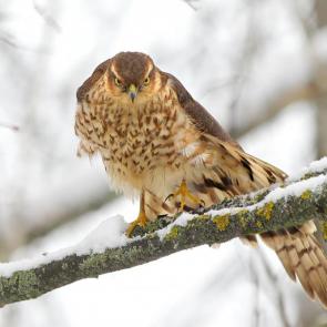 ����: �������� ����� � ������. 