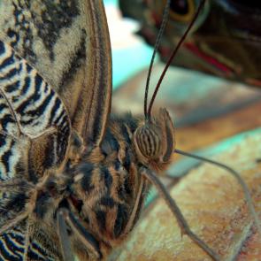 ����: ������� �������