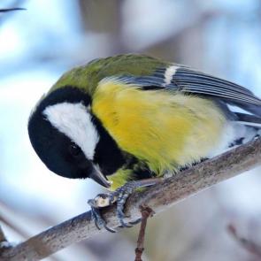 ����: ������� ������