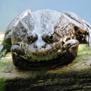 ����: ������� �������