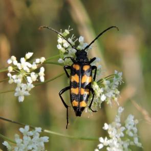 ����: ������������� �������