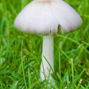 ����: ����