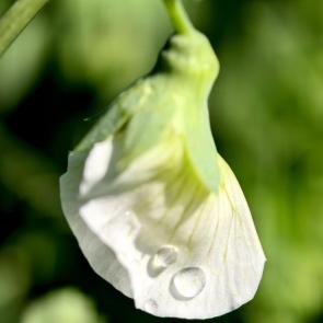 ����: �������