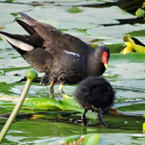 ����: ���������