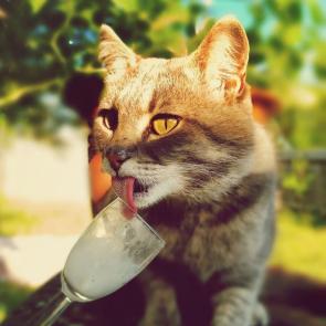 ����: ����������