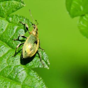 ����: ����������