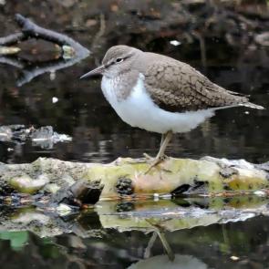 ����: ����� ����������