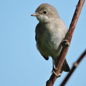 ����: ����� ������