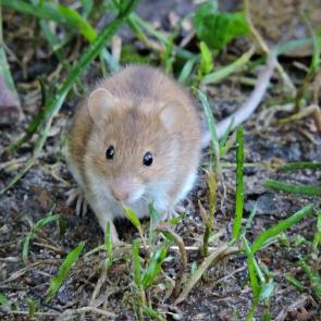 ����: ������