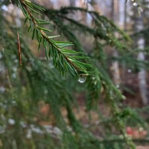 ���� ��������: 