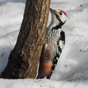 ����: ����������� �����