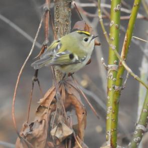 ����: ������