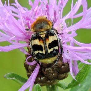 ����: �������� ������������