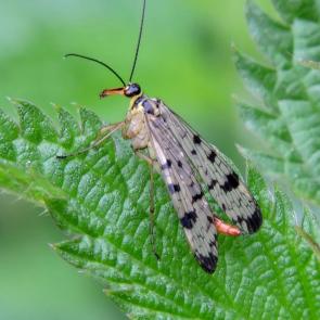 ����: ������������ ������������