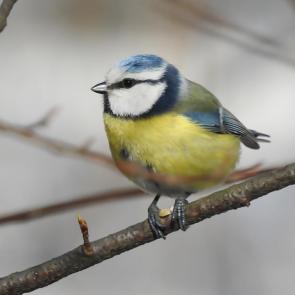 ����: ���������