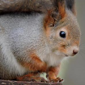 ����: �����