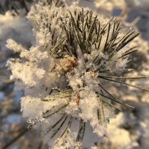 ����: ����������� ����