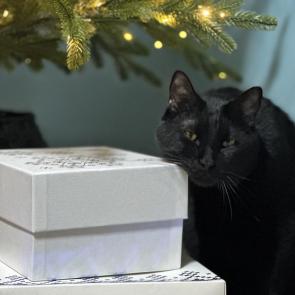 ����: � ���������� ������ ����