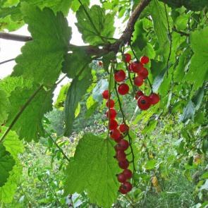 ����: �����