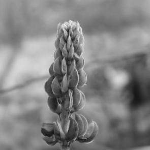 ���� ��������: �������� 