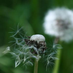 ����: ���������