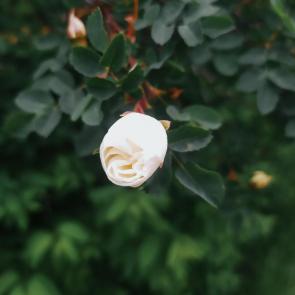 ����: ��������