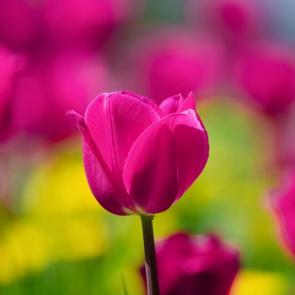 ���������� �����