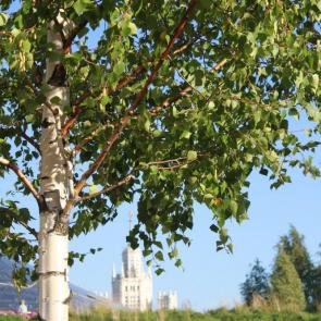 ����: ���� �������