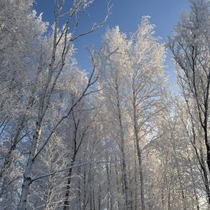 ����: ������ ���