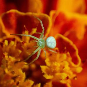 ������������ �����