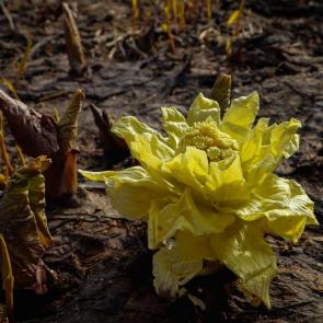 ���������� �����