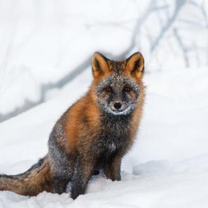 ���� ��������: 