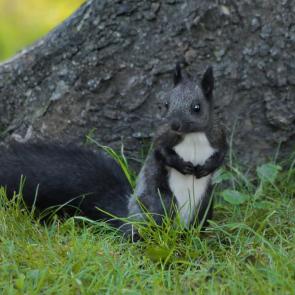 ���� ��������: ׸���� �������. 