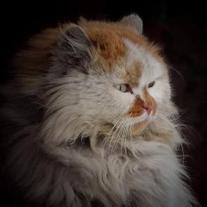 � ���� ����-������������