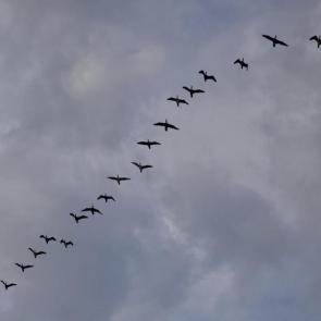 ����: �������� ��������