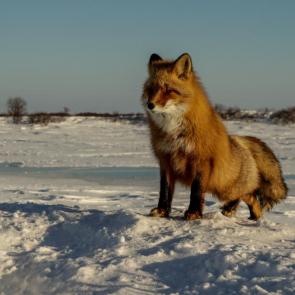 ���� ��������: ����� ����